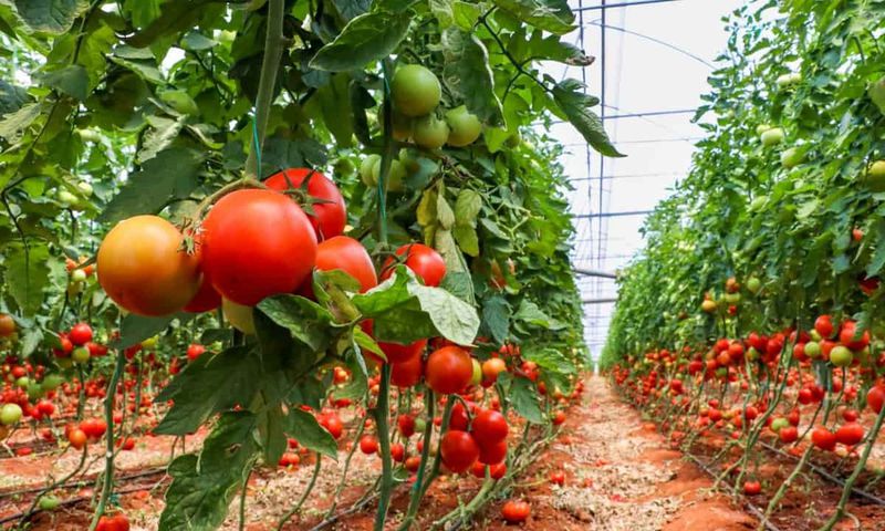 Tomato and pepper farming [Agri Farming]