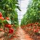 Tomato and pepper farming [Agri Farming]