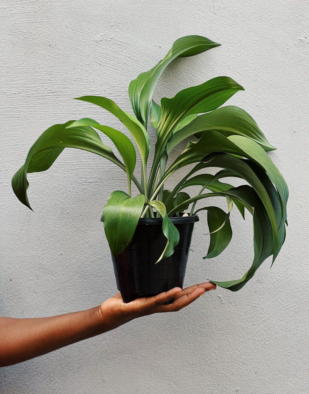 Cast Iron Plant. Photos: Ǹkàsí Òbí