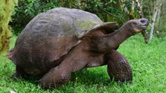 Giant tortoises can live over 150 years [andBeyond]