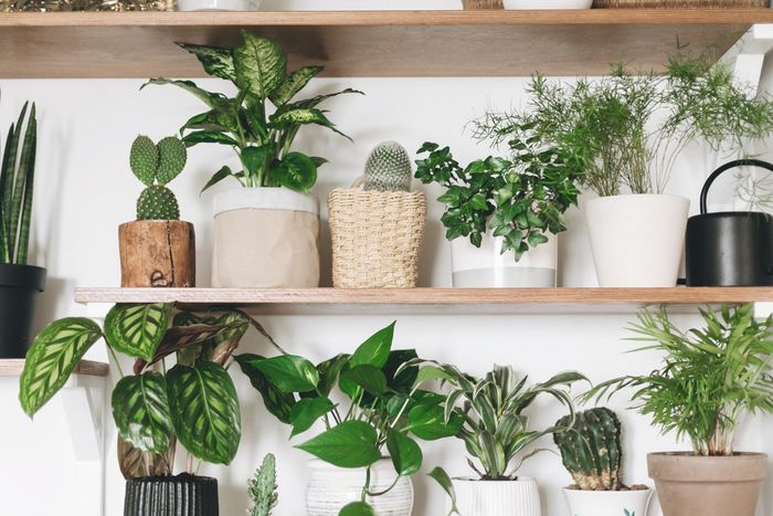 Plants are far from the simple organisms many people think they are [Newsweek]