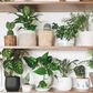Plants are far from the simple organisms many people think they are [Newsweek]