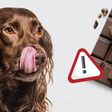 Dogs can’t eat chocolate [VetShopAustralia]