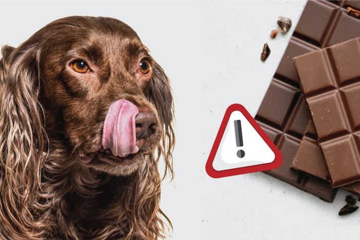 Dogs can’t eat chocolate [VetShopAustralia]