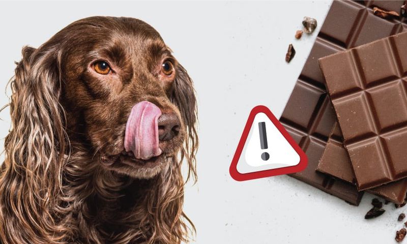 Dogs can’t eat chocolate [VetShopAustralia]
