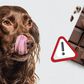 Dogs can’t eat chocolate [VetShopAustralia]