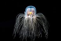 Turritopsis dohrnii [Quora]