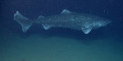 Greenland shark [Wikimedia]