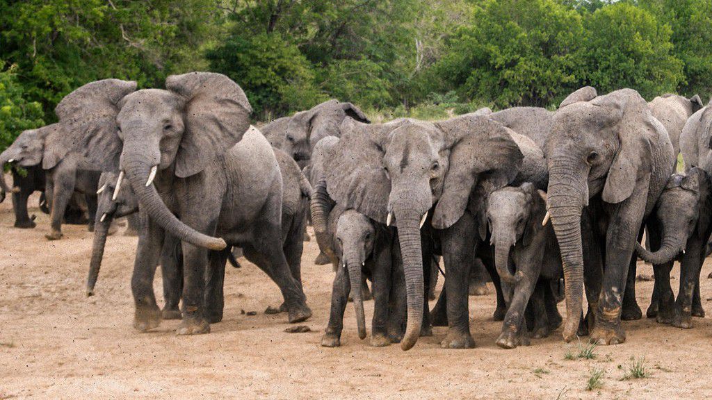 Stray elephants invade Borno communities, destroy farmlands.