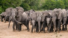 Elephants are known to dance [alhaqanews]