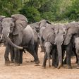 Stray elephants invade Borno communities, destroy farmlands.