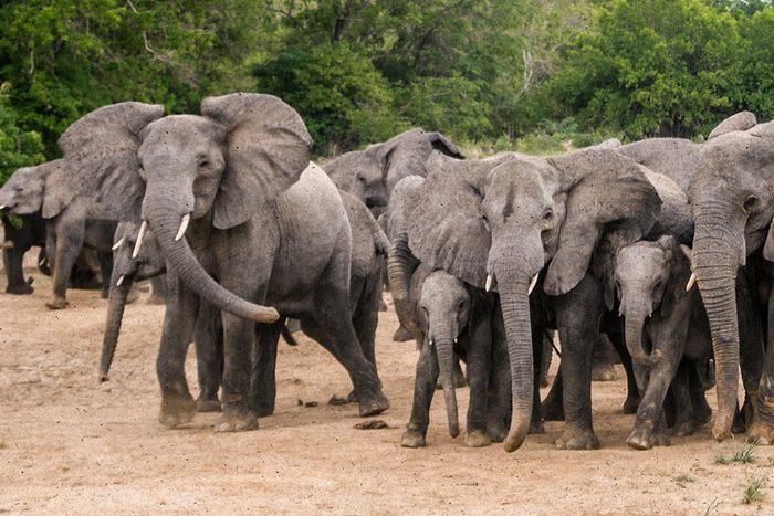 Stray elephants invade Borno communities, destroy farmlands.