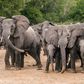 Stray elephants invade Borno communities, destroy farmlands.