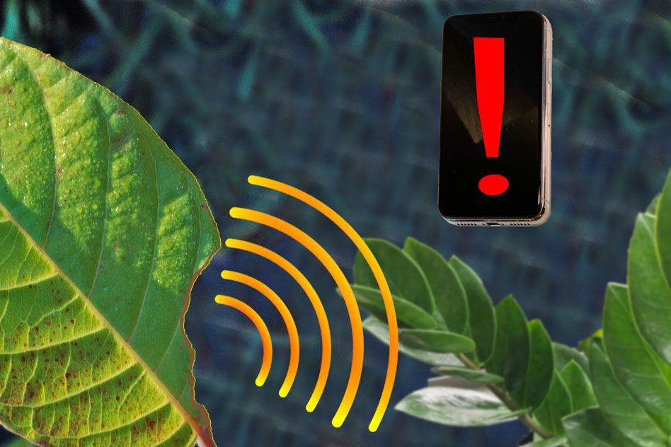 Plants protect themselves by sending out SOS signals [MITNews]