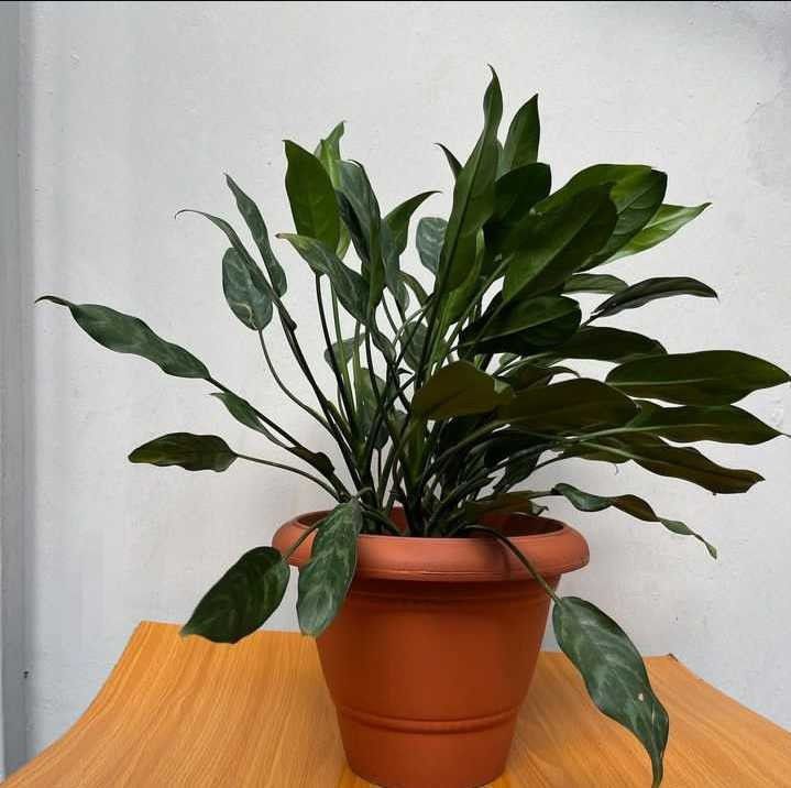Chinese Evergreen