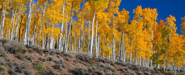The Pando aspen colony in Utah [ScienceAlert]