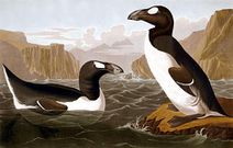 Great Auk [JohnJames]