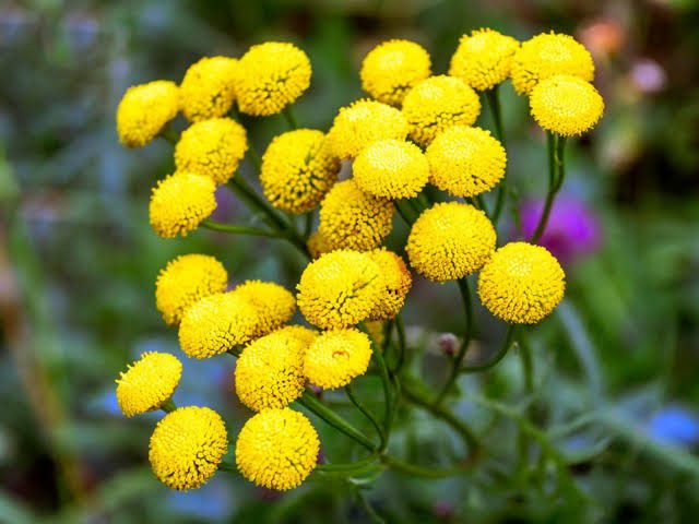 Tansy plant [Gardenening Know How]