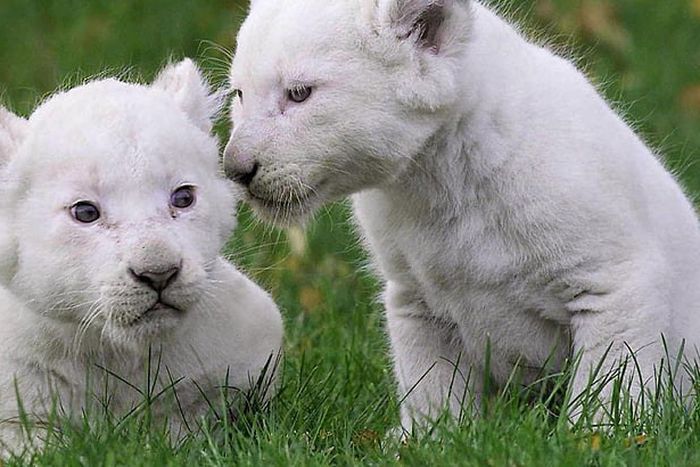 White lion cub [WallpaperFlare]