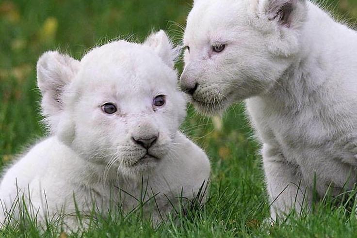 White lion cub [WallpaperFlare]