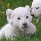 White lion cub [WallpaperFlare]