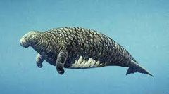 Steller’s sea cow [SciNews]