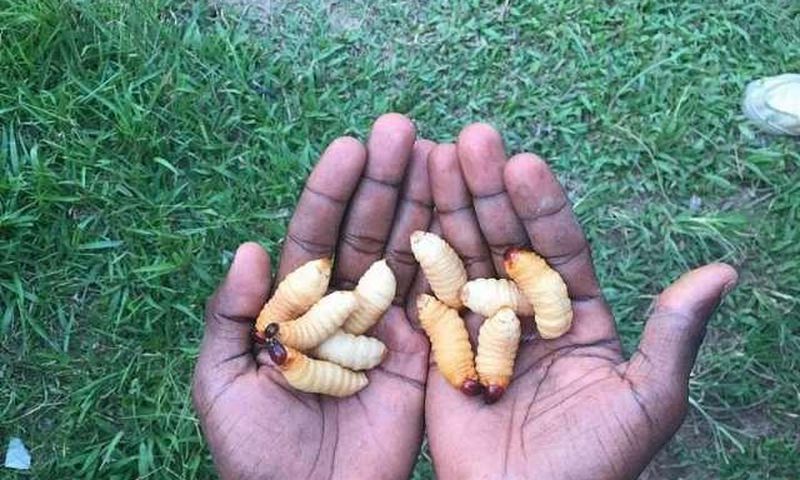 Edible insects and their surprising benefits [ModernGhana]