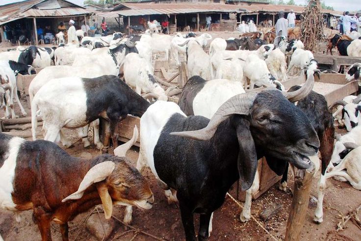 Eid-el-Kabir: Kwara residents lament prohibitive costs of rams. (Naijaloaded)