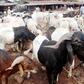 Eid-el-Kabir: Kwara residents lament prohibitive costs of rams. (Naijaloaded)