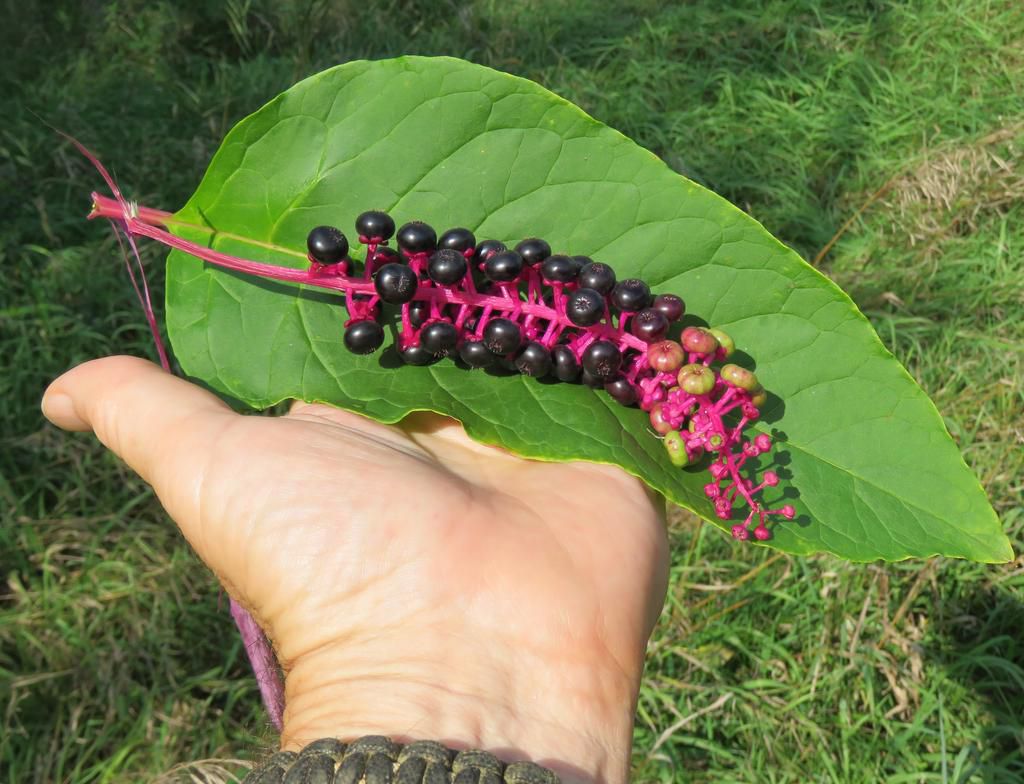 Pokeweed [OaklandCountyBlog]