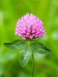 Red Clover [Thinkingcountry]