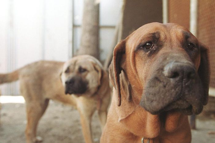 South Korea's dog meat industry has been on a downward trend for years. In 2016, it supplied about 2 million dogs for meat from about 17,000 dog farms.