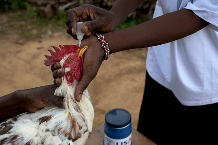 Treating Newcastle disease [Farmers Trend]