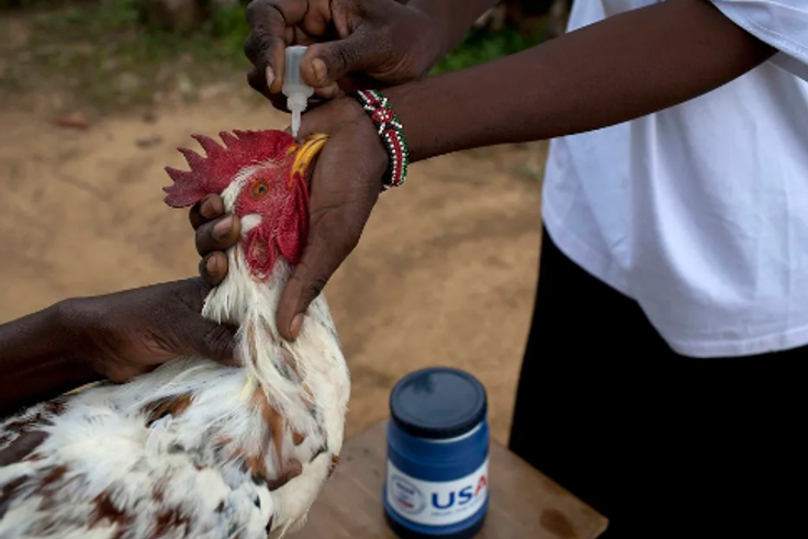 Treating Newcastle disease [Farmers Trend]