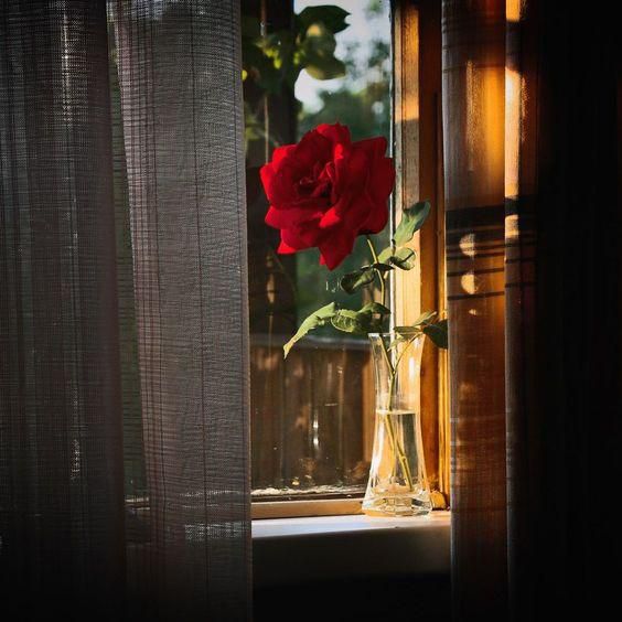 Use the right temperature of water for your flowers [Pinterest]