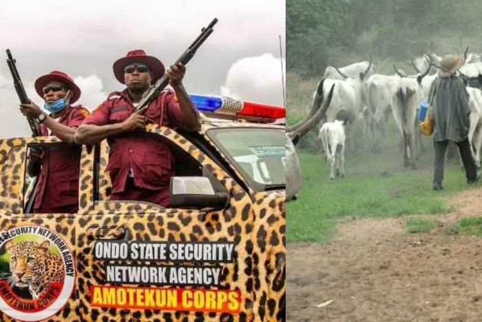 Bloody clash in Ondo as herdsmen attack Amotekun operatives, 120 cows seized