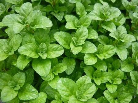 Pennyroyal [ColonialCreekFarm]