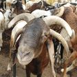 A ram with 4 horns is seen days away from Eid al-Adha at Kofar Kudu Ram market in Kano, Nigeria. [Getty Images]