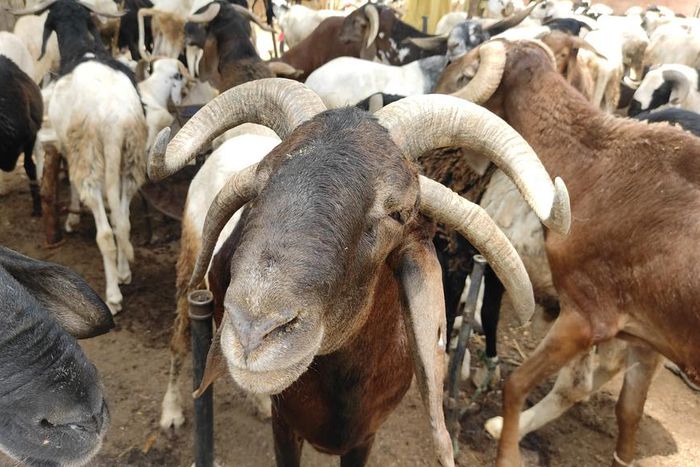 A ram with 4 horns is seen days away from Eid al-Adha at Kofar Kudu Ram market in Kano, Nigeria. [Getty Images]