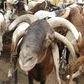 A ram with 4 horns is seen days away from Eid al-Adha at Kofar Kudu Ram market in Kano, Nigeria. [Getty Images]