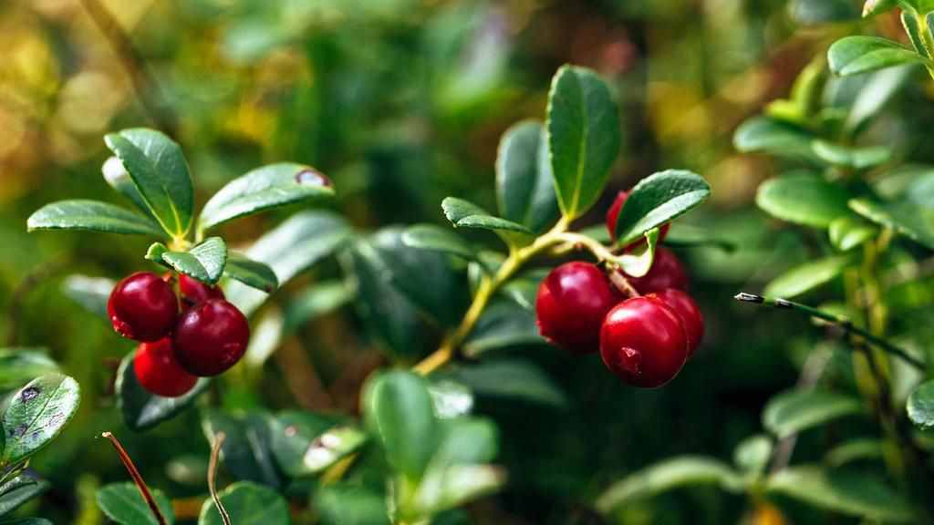 Cranberries protect your urinary tract [Homes & Gardens]