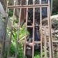 A suspected cable thief got electrocuted while stealing from a transformer in Edo.