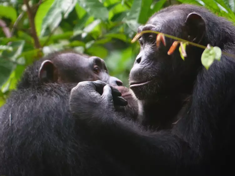 Chimpanzees have excellent memories [maxplanck]