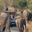 A woman died during a safari trip (image used for illustrative purpose) [Shutterstock]
