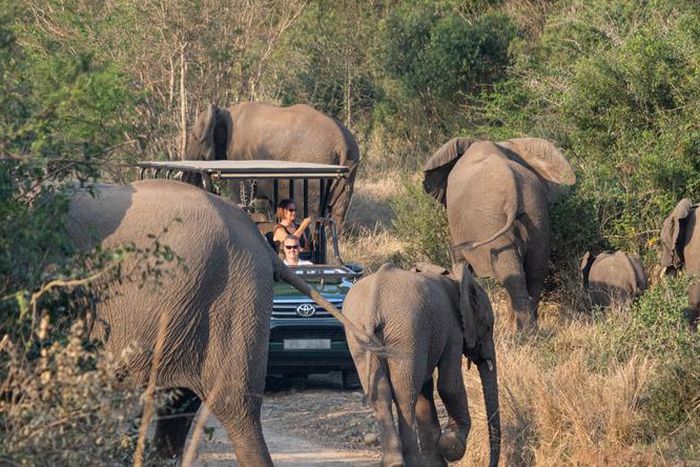 A woman died during a safari trip (image used for illustrative purpose) [Shutterstock]