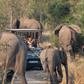 A woman died during a safari trip (image used for illustrative purpose) [Shutterstock]