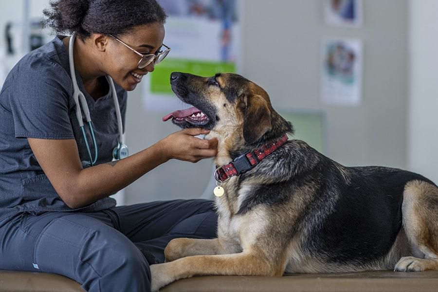 Take your dog to the vet if diarrhoes persists [ASPCAPetInsurance]