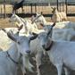 Eight of the goats were pregnant [Drake Family Farms]