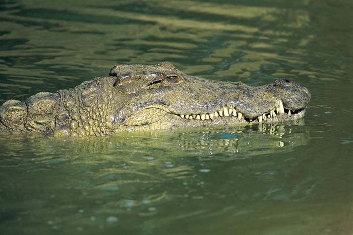 Do crocodiles and alligators age and die?[brittianica]