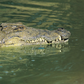 Do crocodiles and alligators age and die?[brittianica]